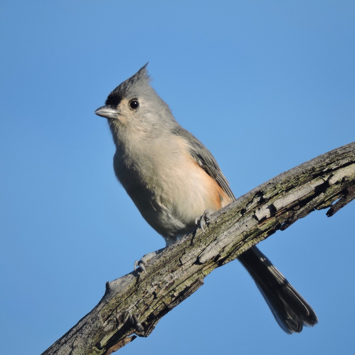 Tufted Titmouse - Keith Eric Costley