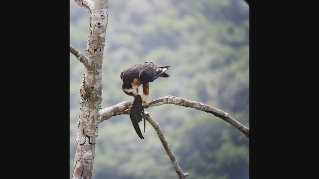 Orange-breasted Falcon - ML364428031