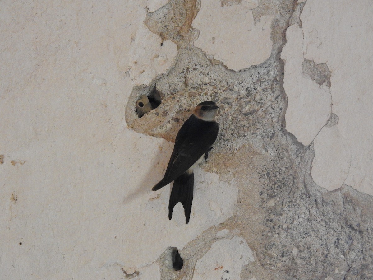 European Red-rumped Swallow - ML364429101
