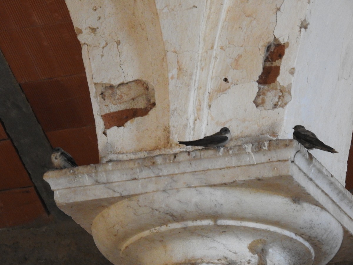 Харагчин хараацай - ML364429111