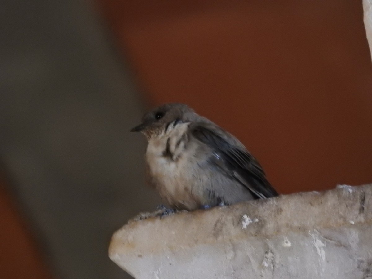 Харагчин хараацай - ML364429131