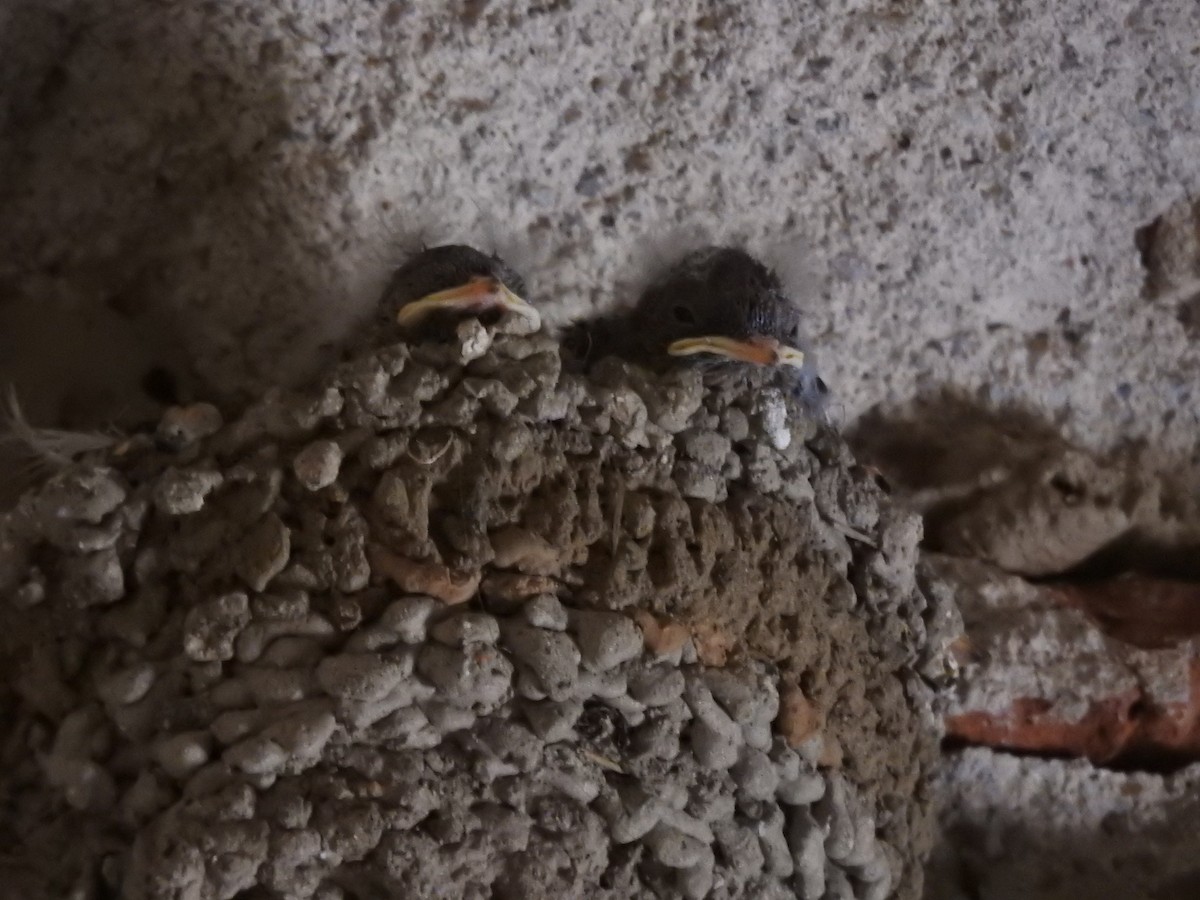 Харагчин хараацай - ML364429141