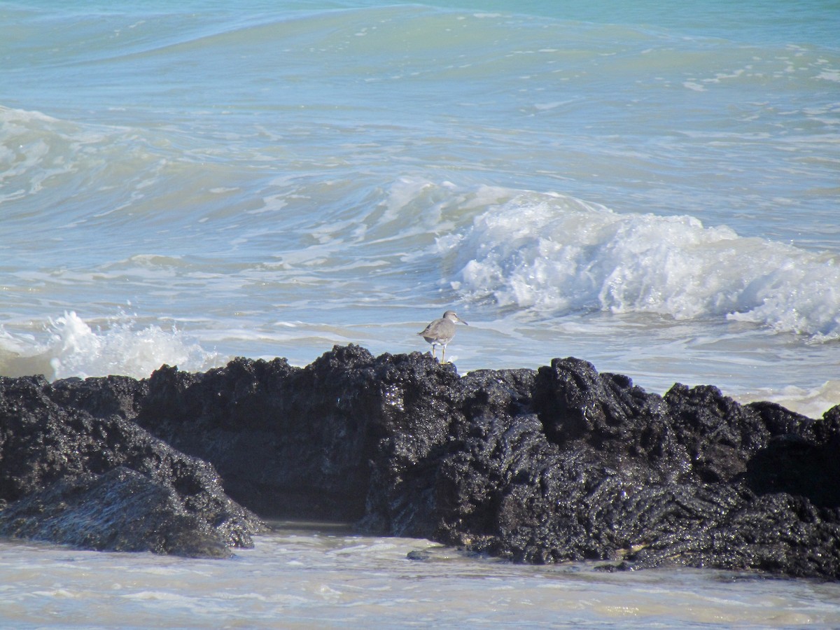 Wandering Tattler - ML364430461