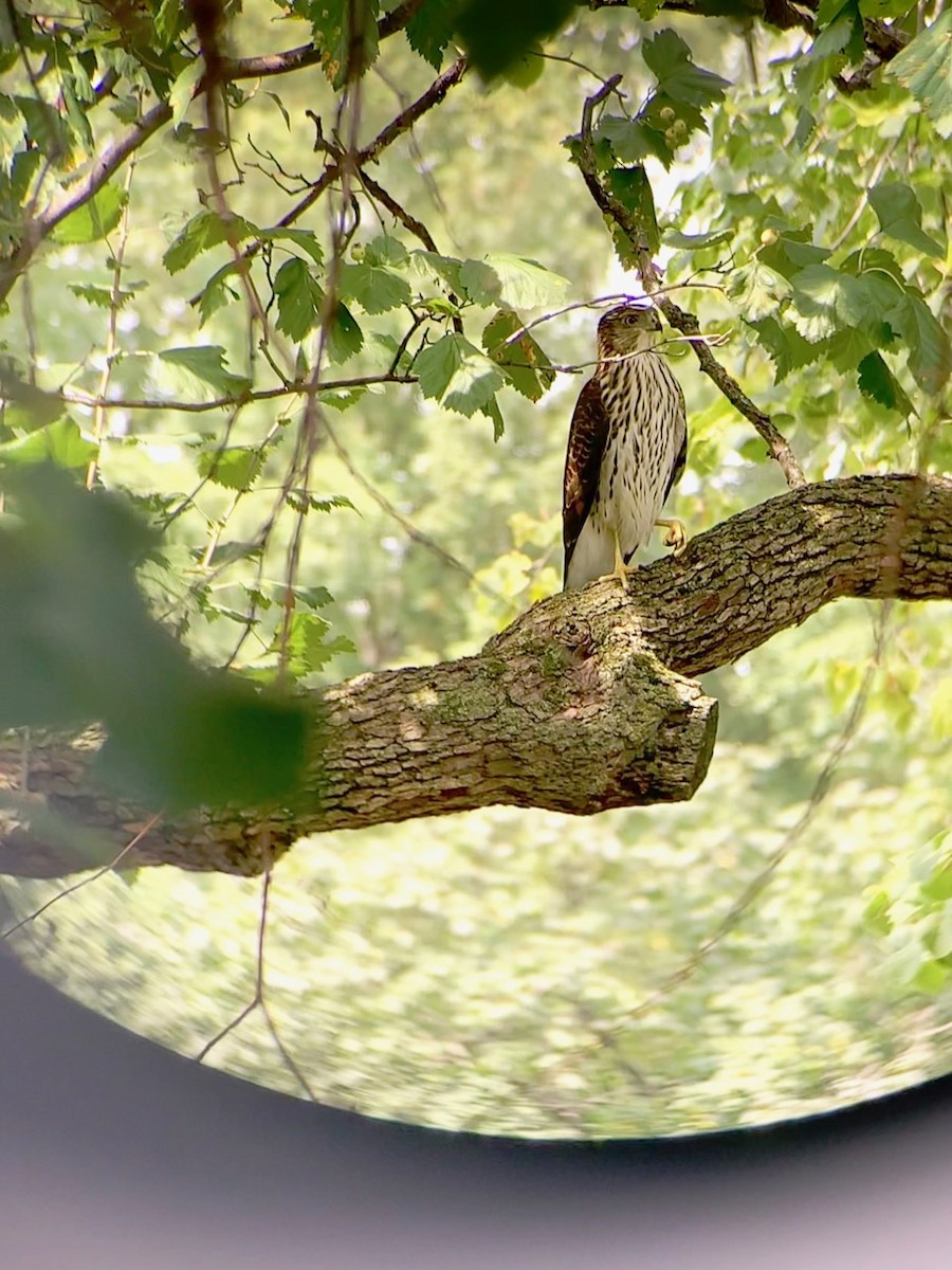 Cooper's Hawk - ML364430541