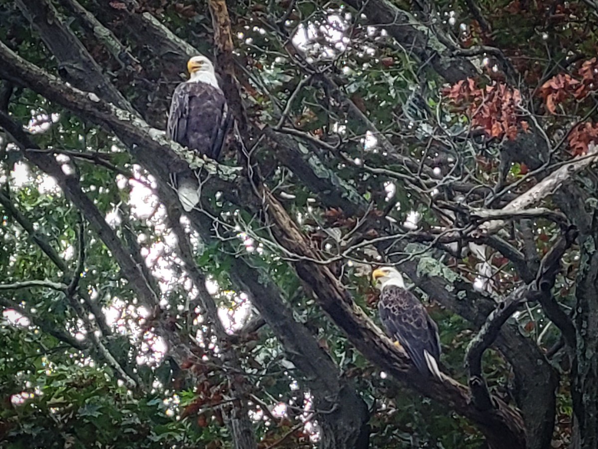 Bald Eagle - ML364431431