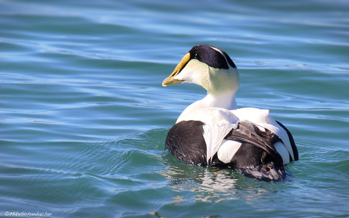 Common Eider - ML36443191