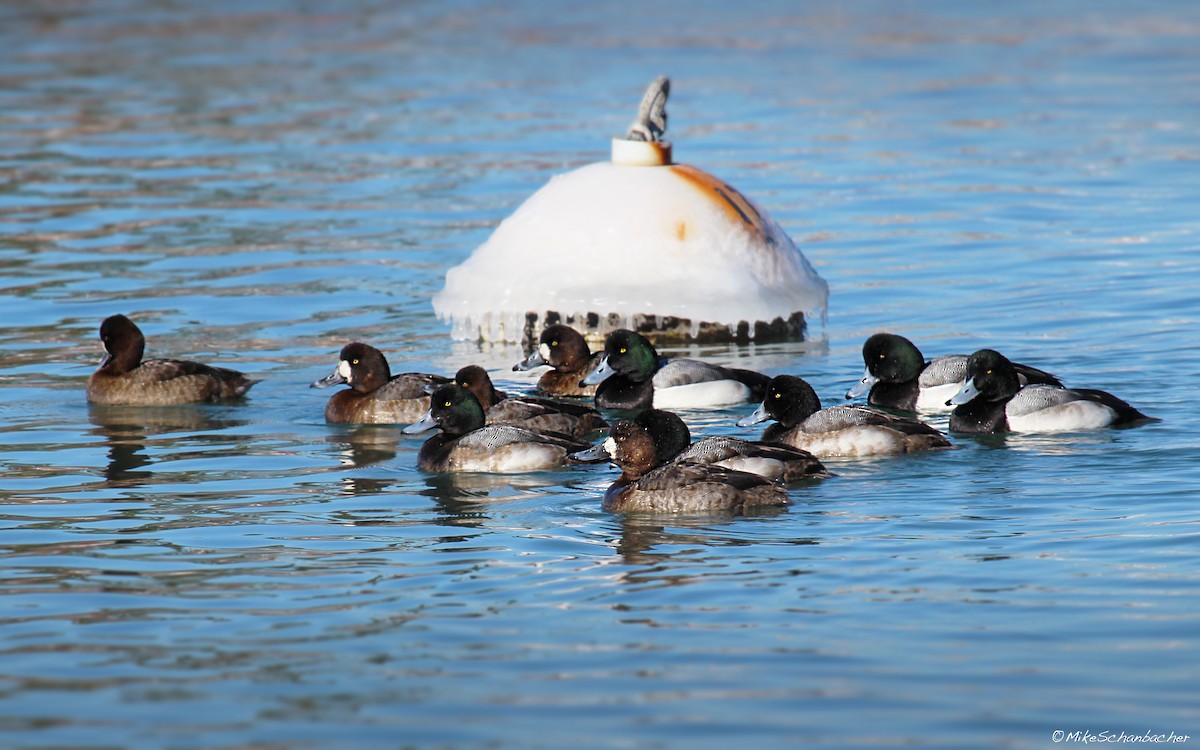 Greater Scaup - ML36443211