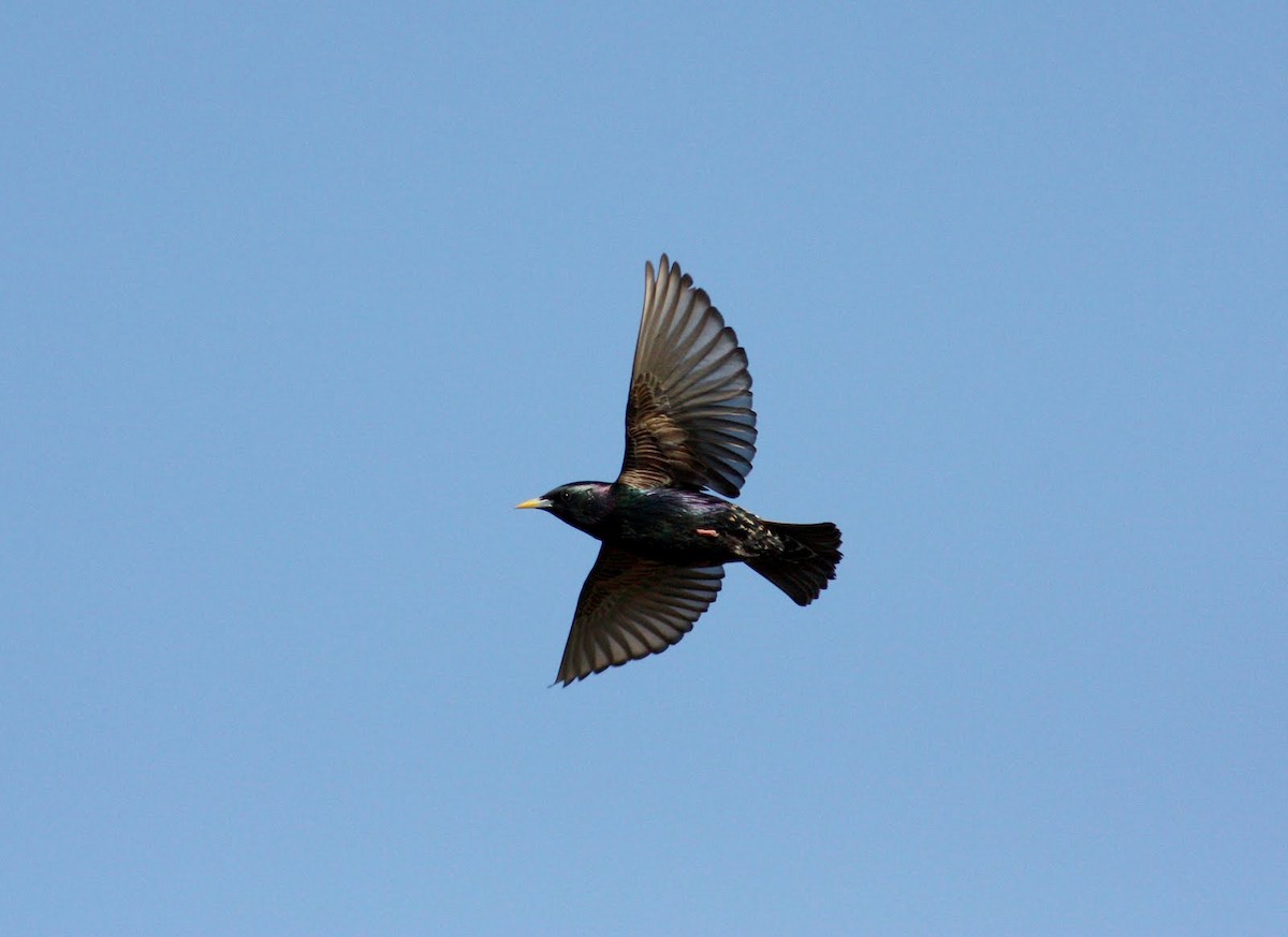 European Starling - ML36443491