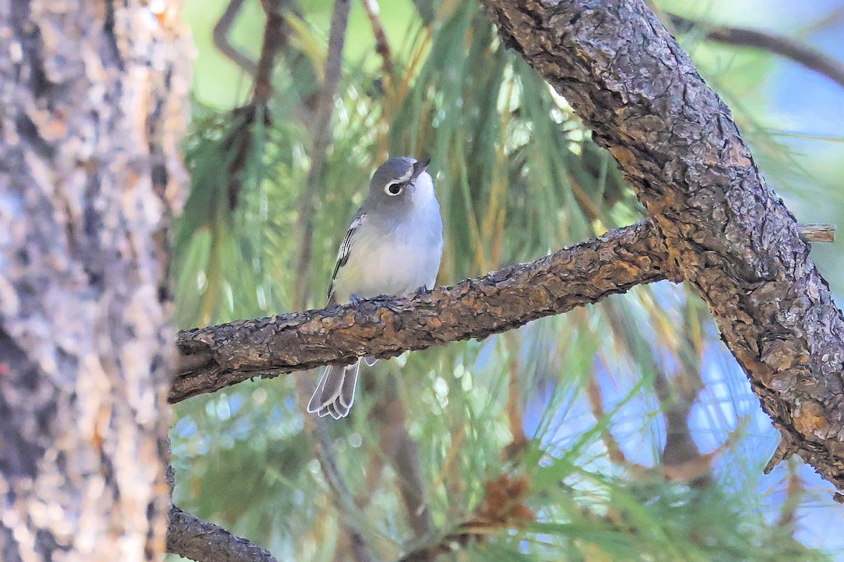 Plumbeous Vireo - ML364436411