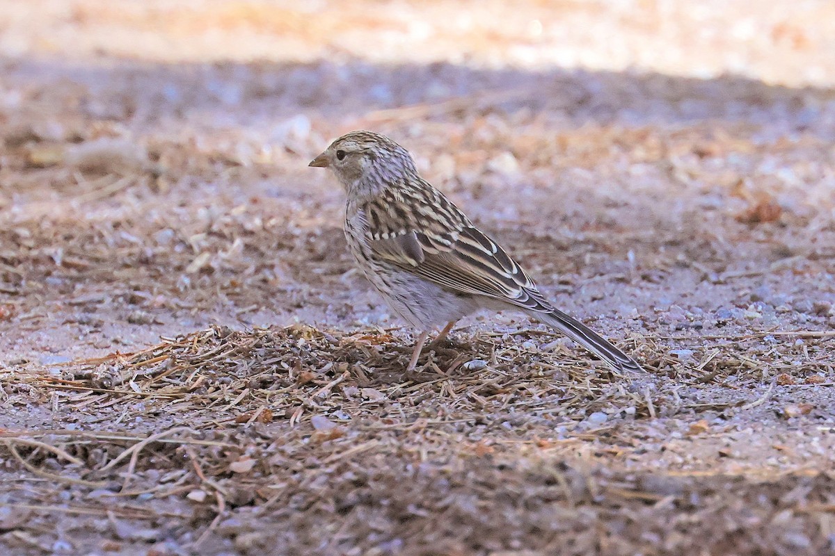 Brewer's Sparrow - ML364436441