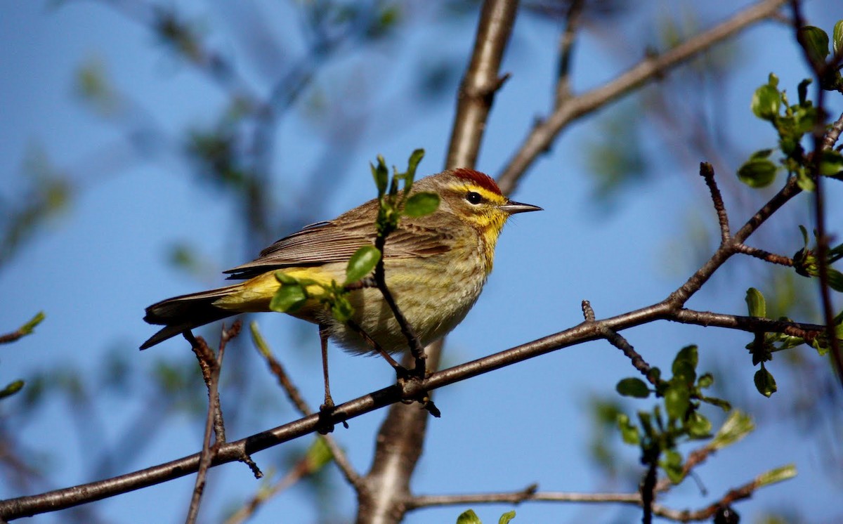 Palm Warbler (Western) - Jay McGowan