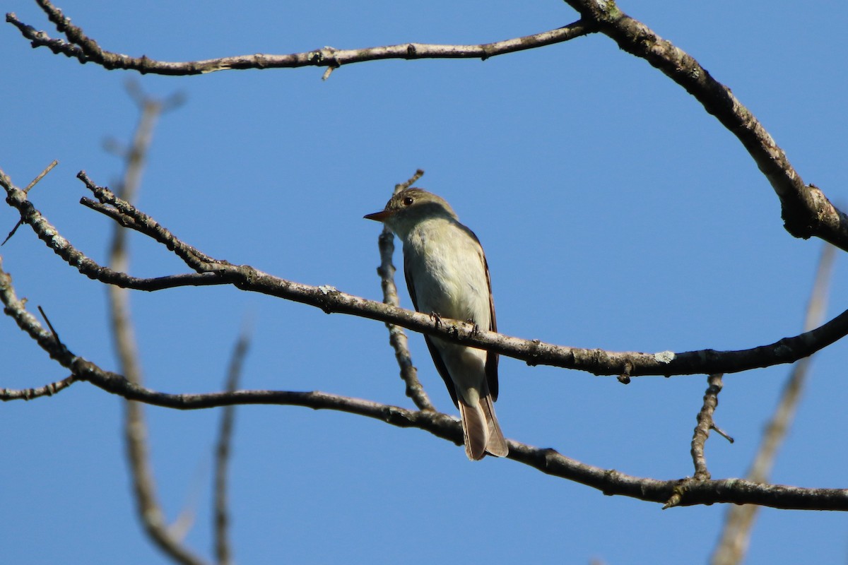 Willow Flycatcher - ML364438361