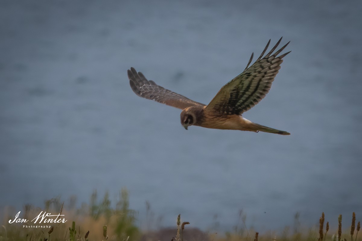 Northern Harrier - ML364438791