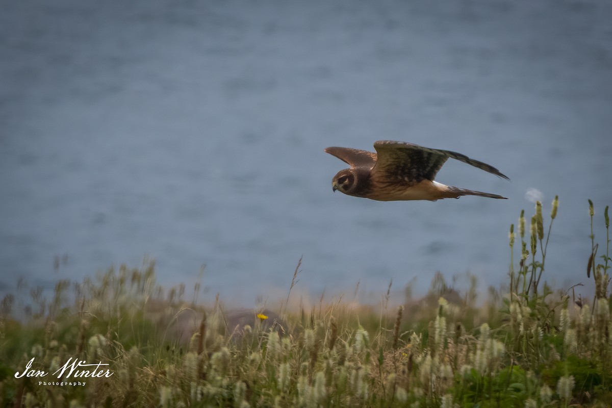 Northern Harrier - Ian Winter