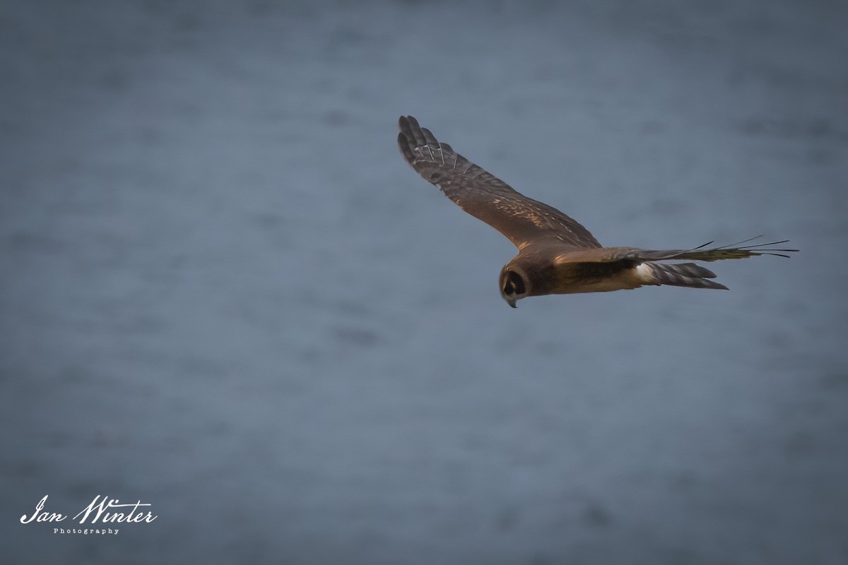 Northern Harrier - Ian Winter