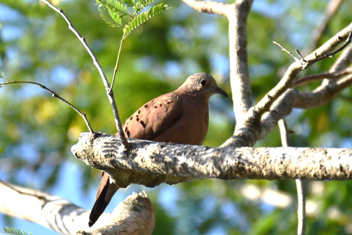 Ruddy Ground Dove - ML364439621