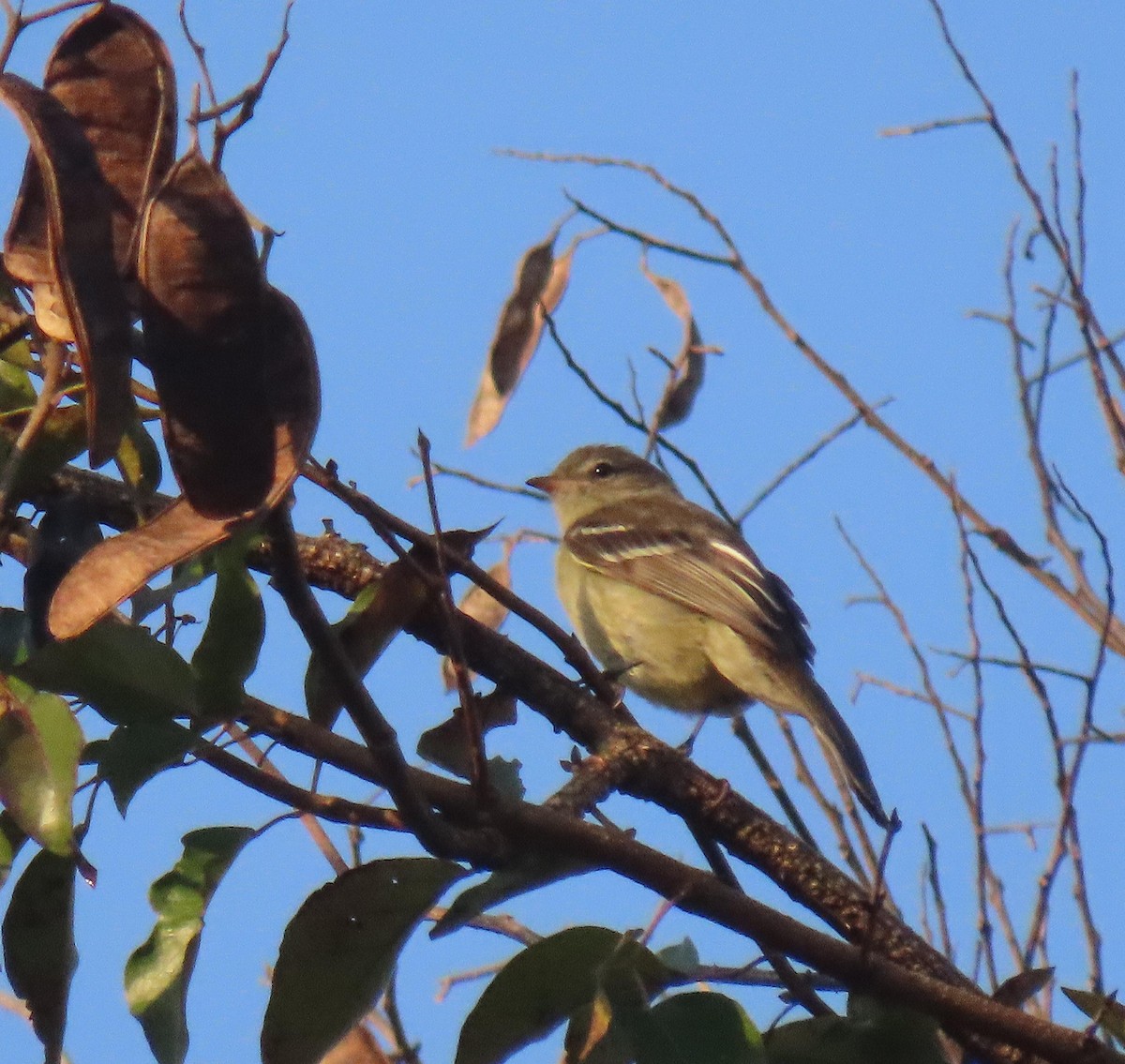 Small-headed Elaenia - Birding Iguazu