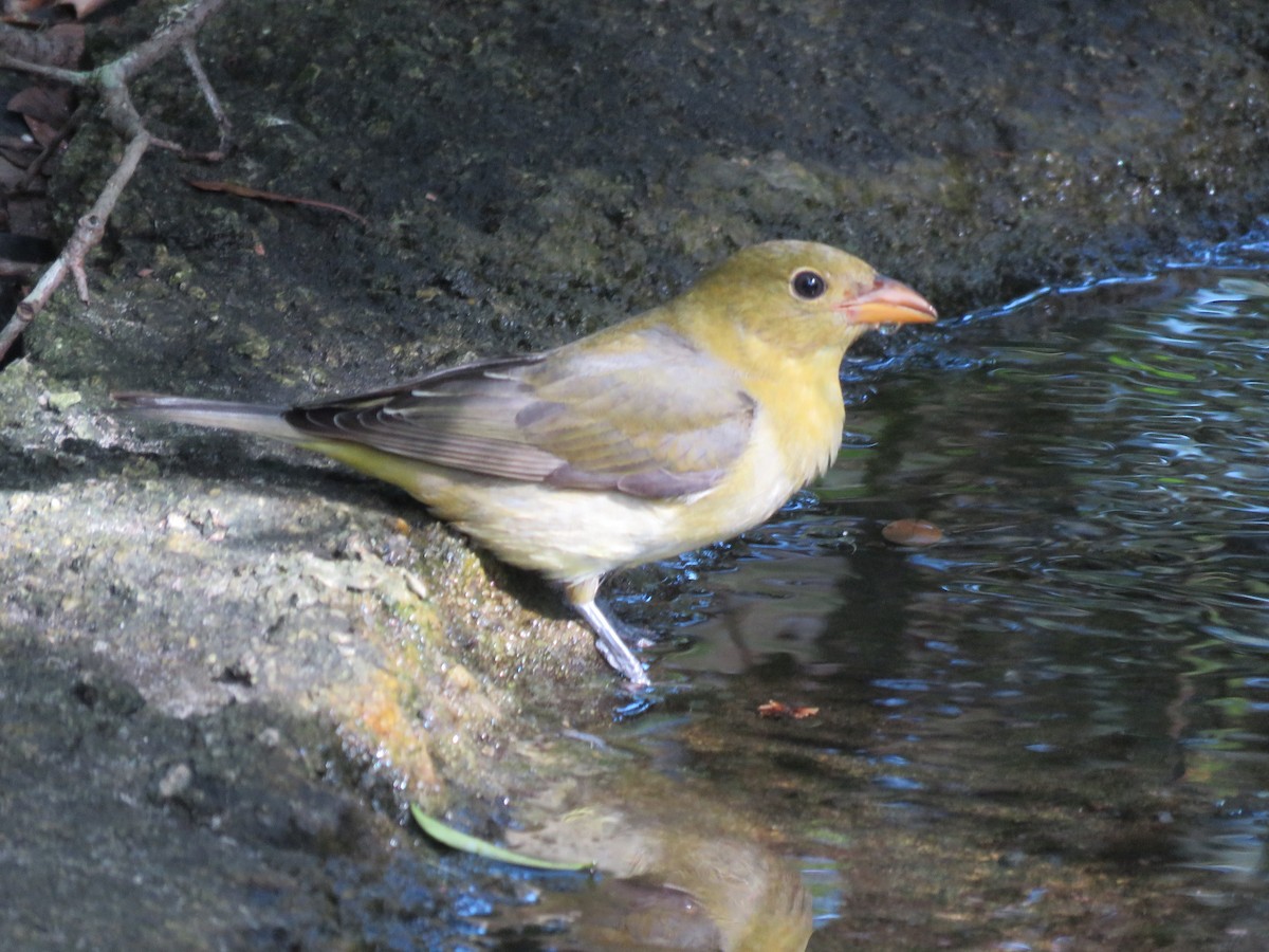 rødpiranga - ML36444281