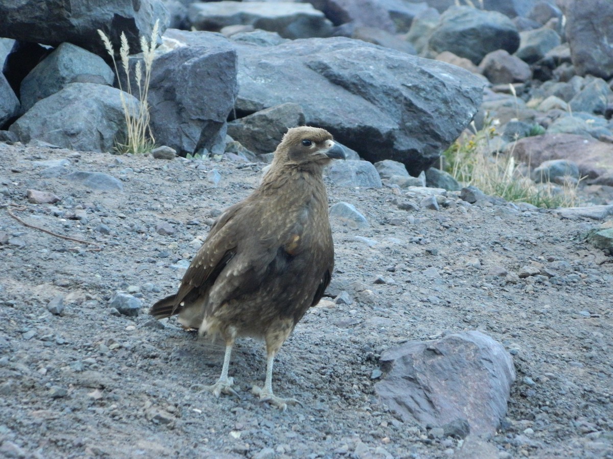 Caracara montagnard - ML364442881