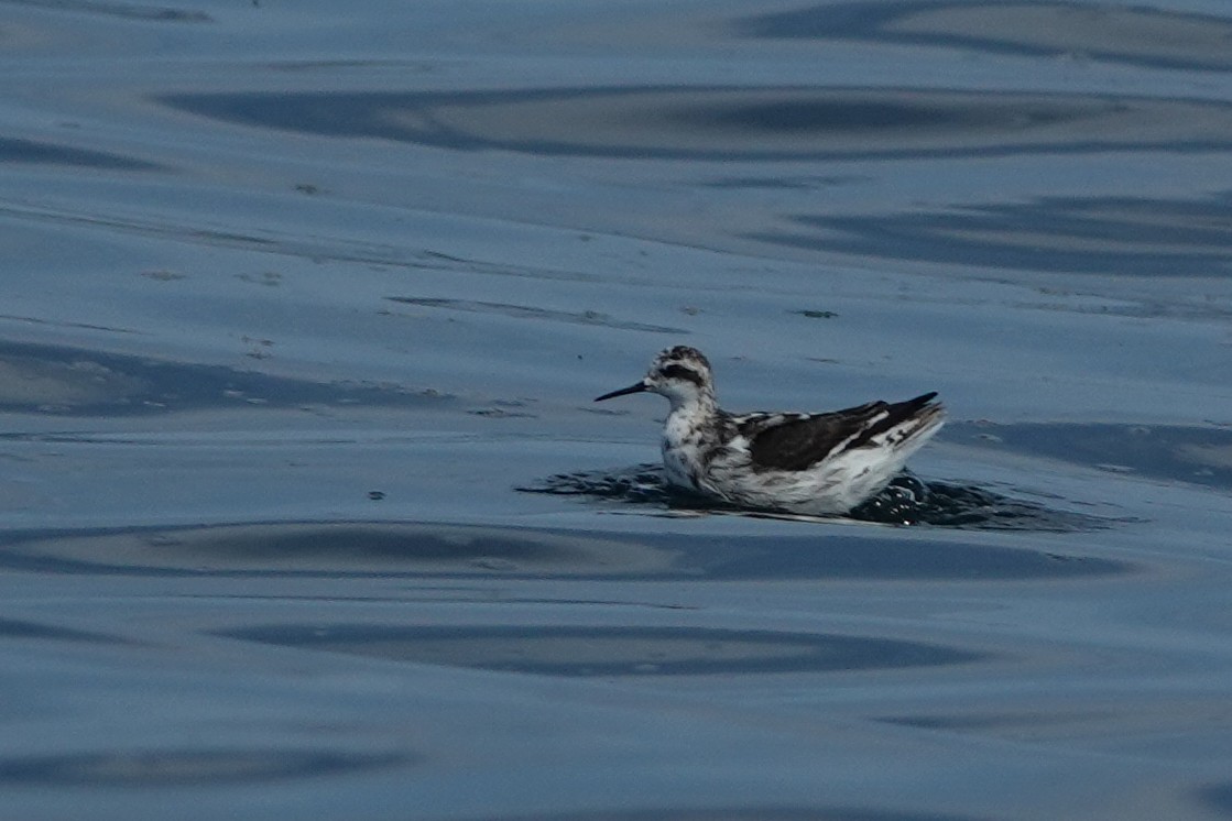 Red-necked Phalarope - ML364443361