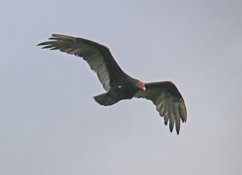 Urubu à tête rouge - ML364443521