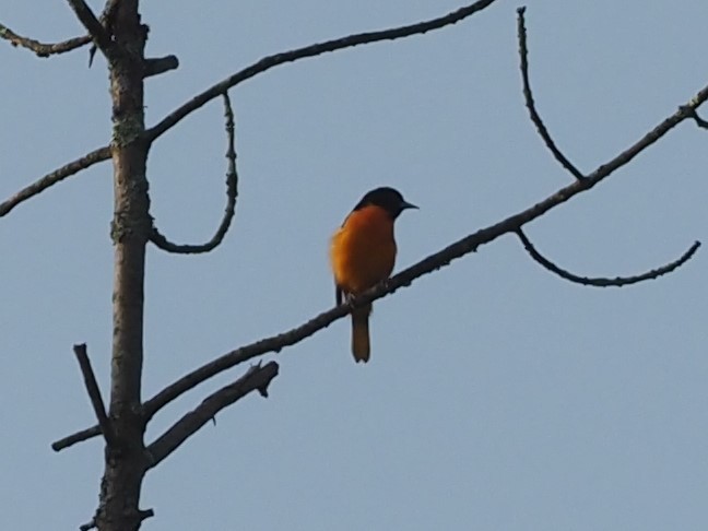 Baltimore Oriole - ML364444191