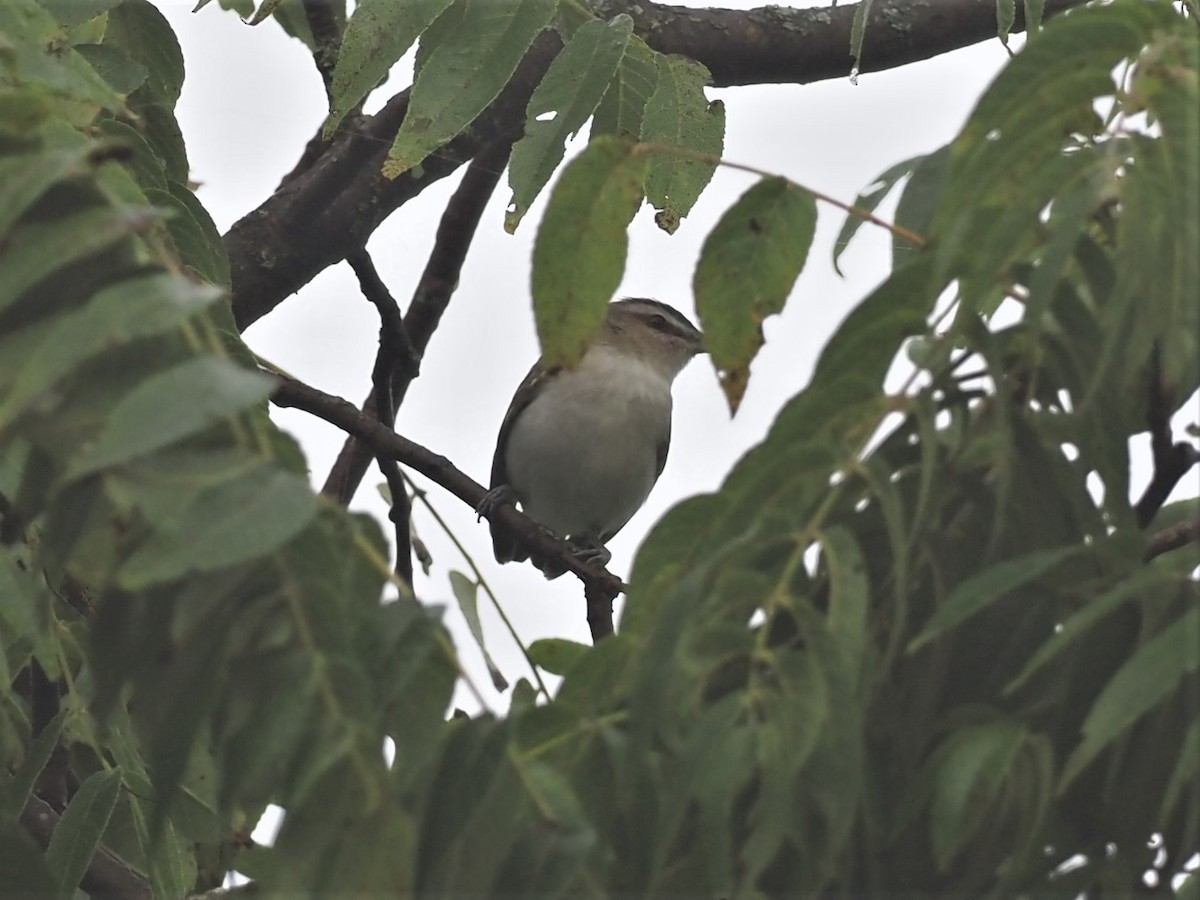Red-eyed Vireo - ML364444541