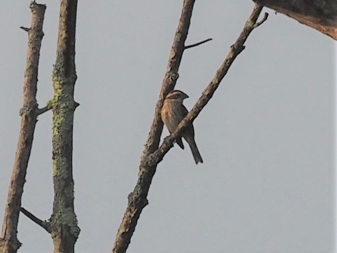 Rose-breasted Grosbeak - ML364444581