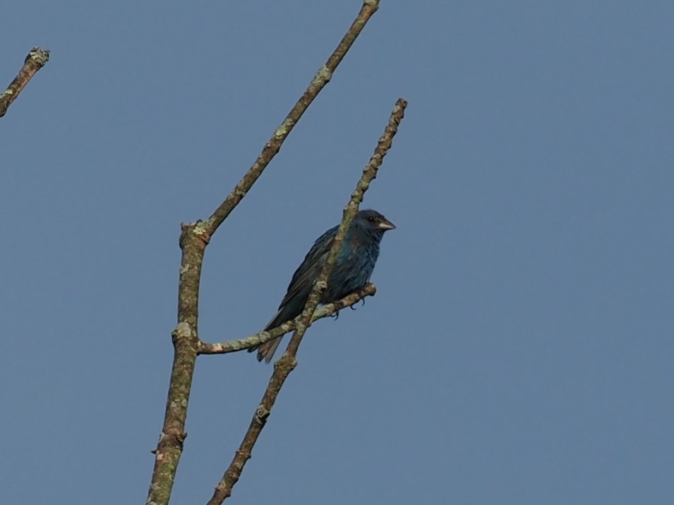 Indigo Bunting - ML364444701