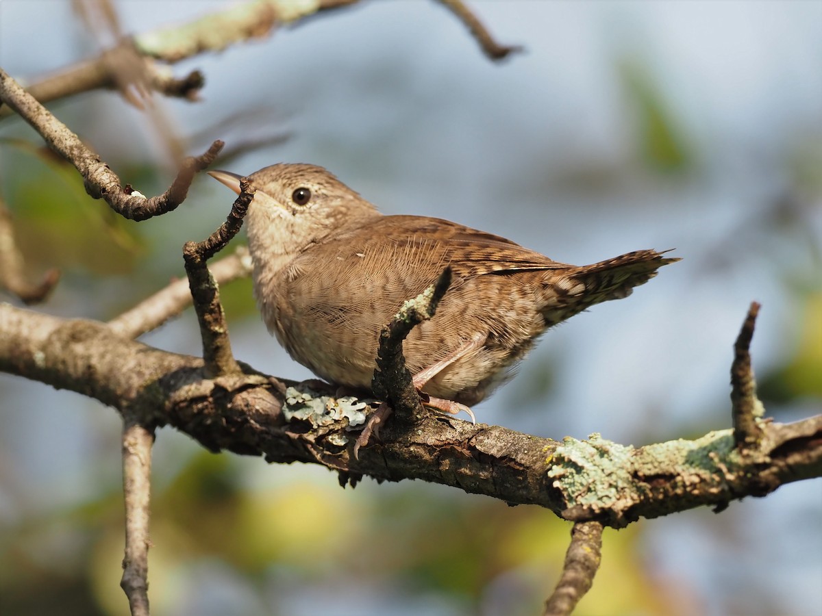 Northern House Wren - ML364444871