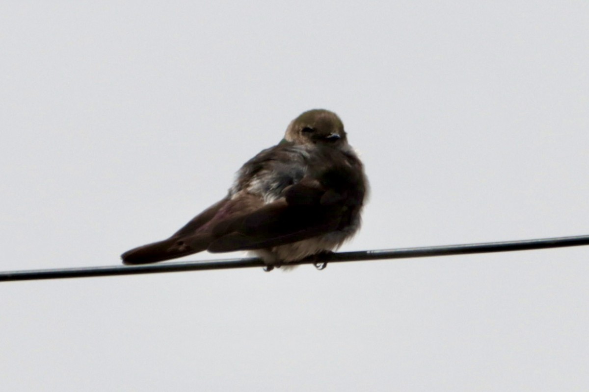 Violet-green Swallow - ML364445561