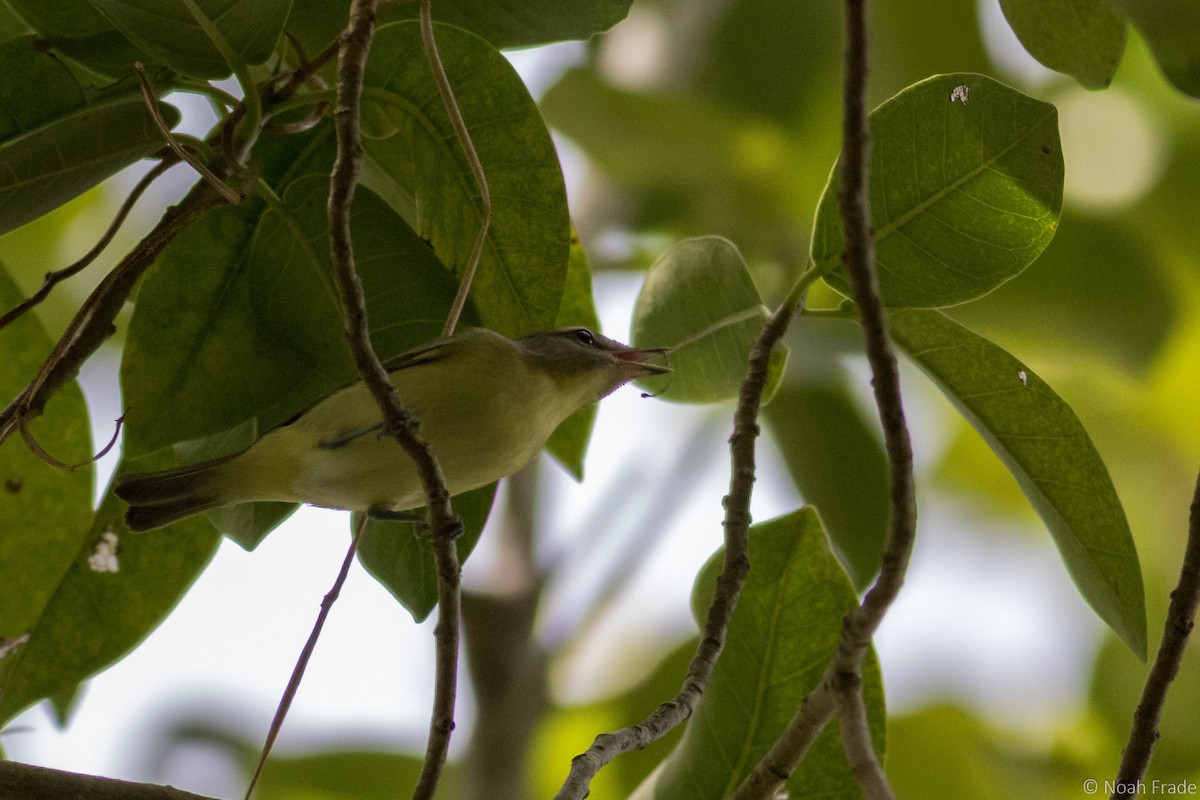 Philadelphia Vireo - Noah Frade