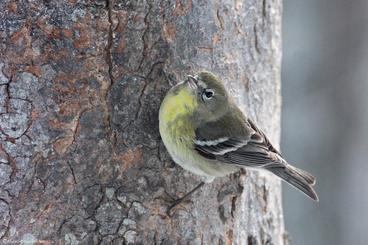 Pine Warbler - ML36444841