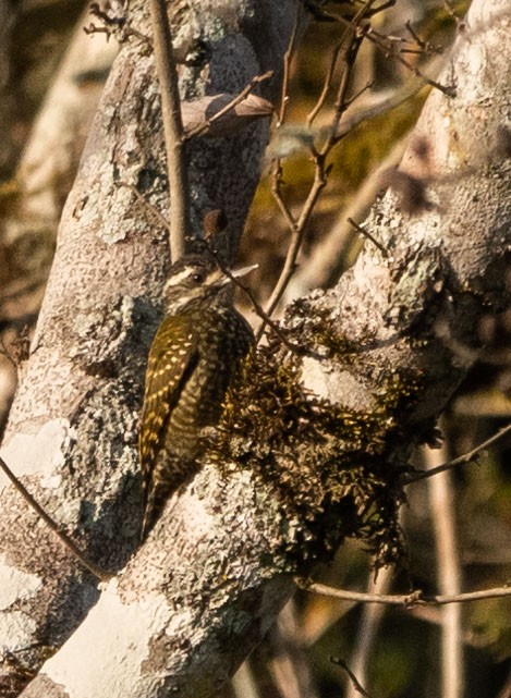 White-spotted Woodpecker - ML364449061