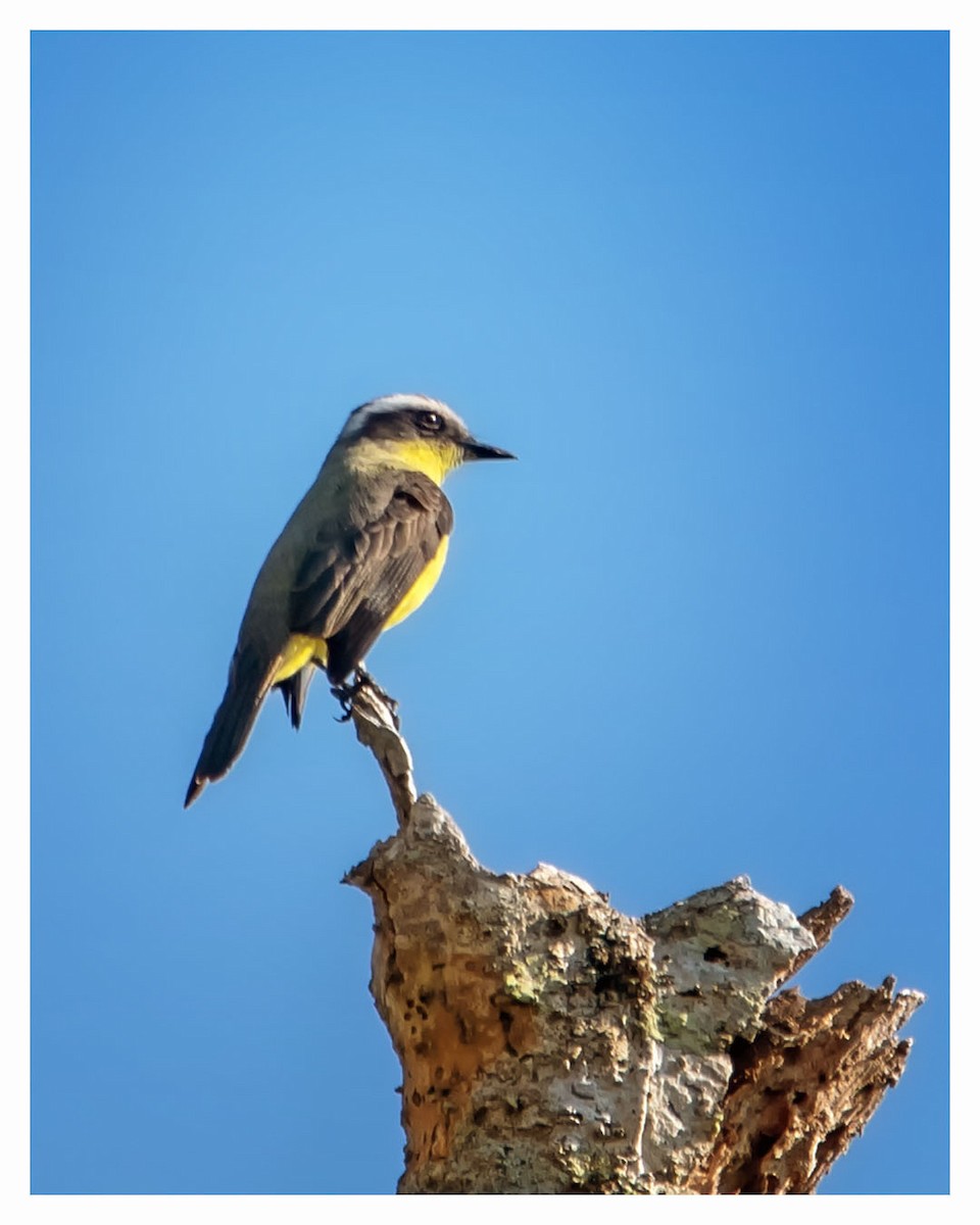 Three-striped Flycatcher - ML364449301