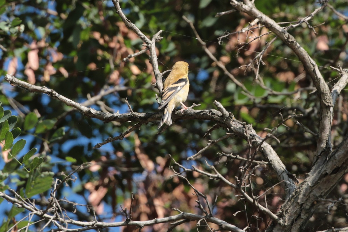 Western Tanager - ML364449581