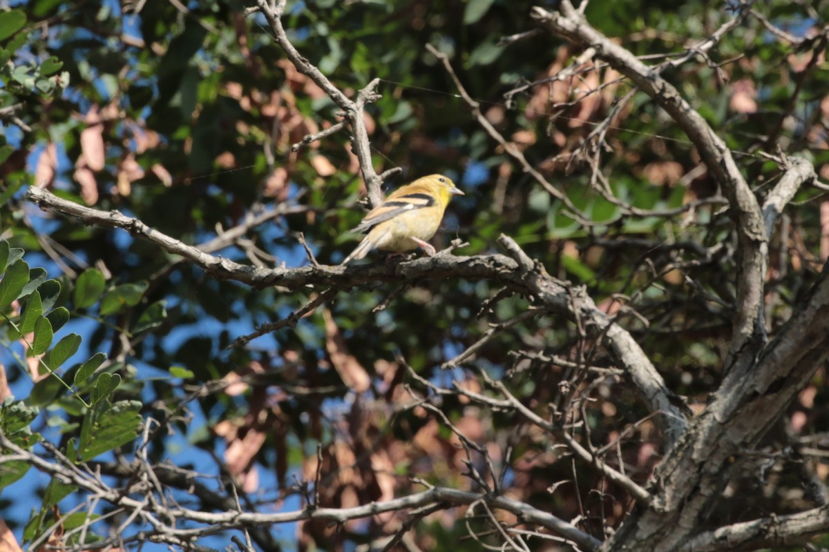 Western Tanager - ML364449591