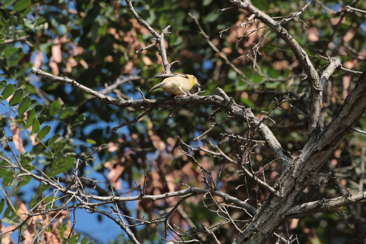 Western Tanager - ML364449601