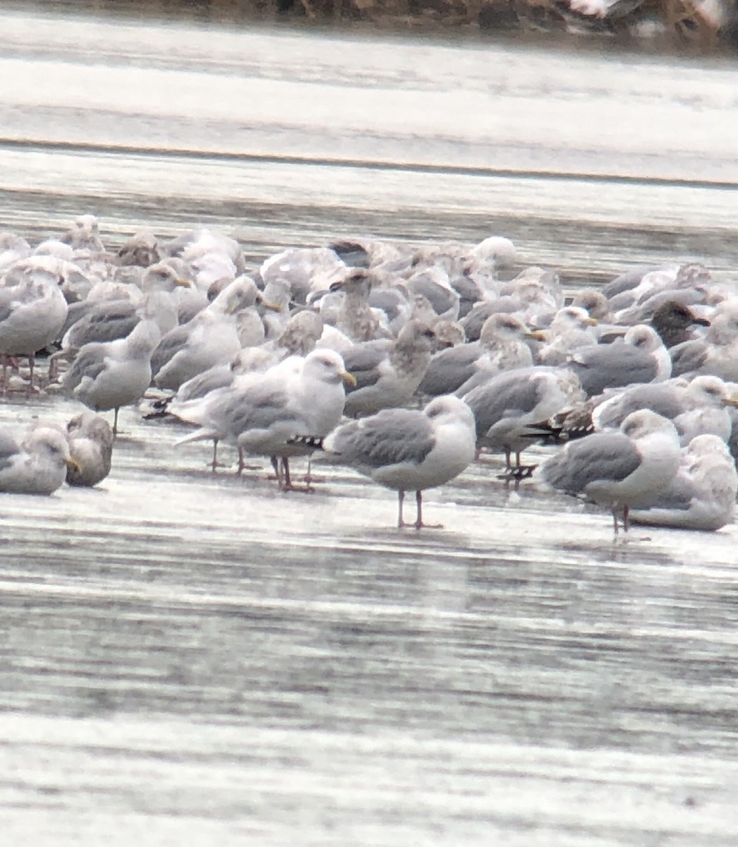 Glaucous Gull - ML364450411