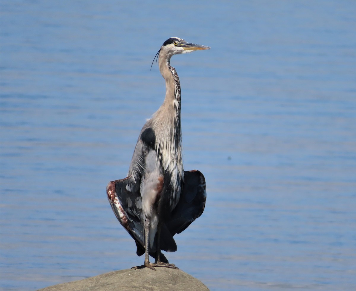 Great Blue Heron - ML364451281