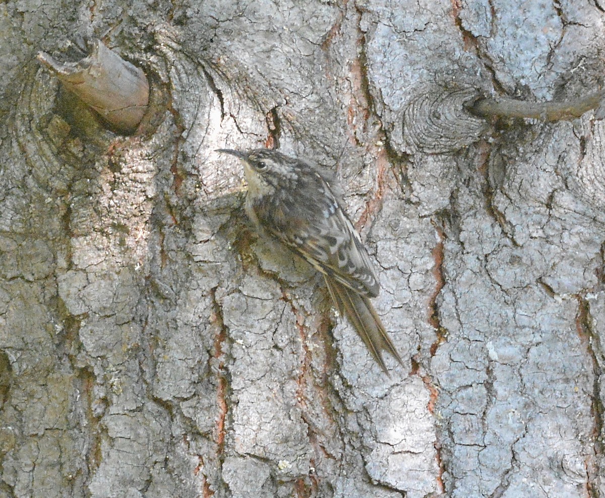 Brown Creeper (albescens/alticola) - ML364452311