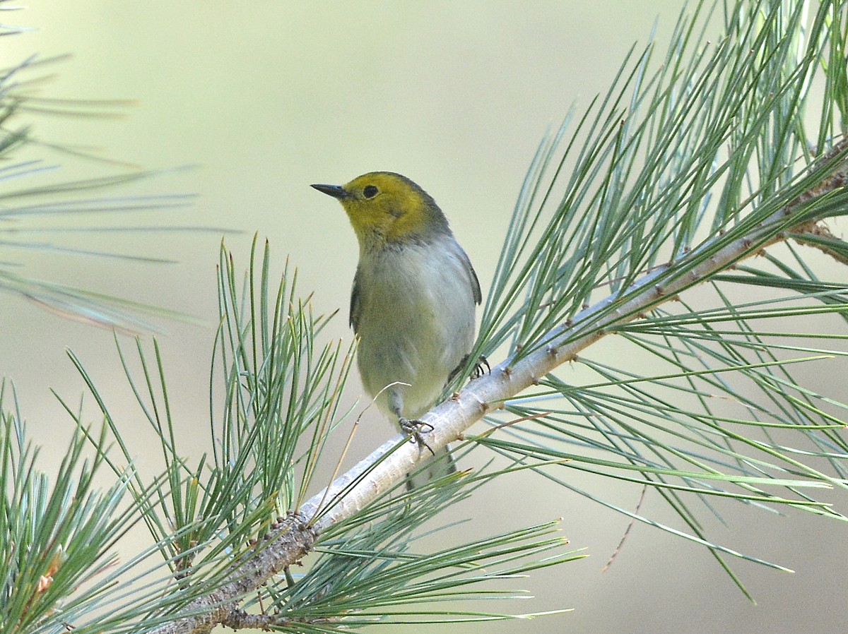 Hermit Warbler - ML364452341