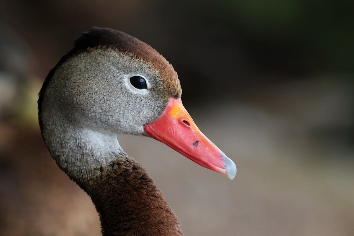 Black-bellied Whistling-Duck - ML364453171