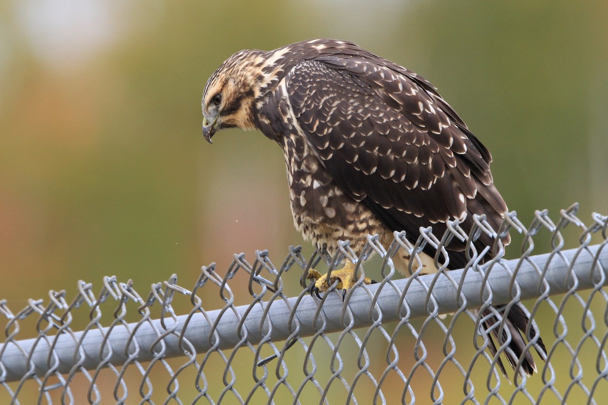 Swainson's Hawk - Margaret Viens