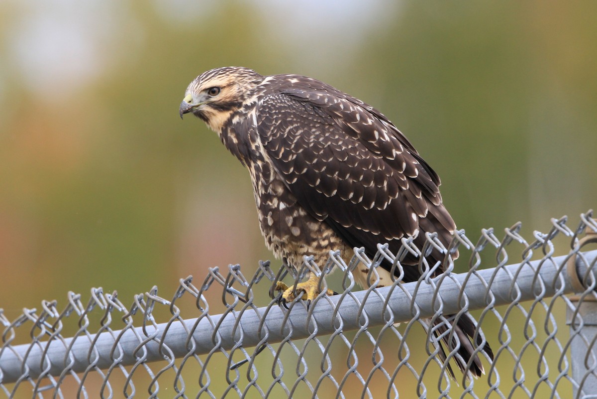 Swainson's Hawk - ML36445341