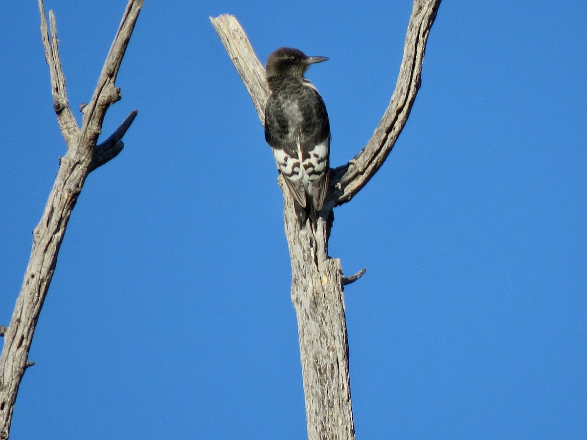 Red-headed Woodpecker - ML364453531