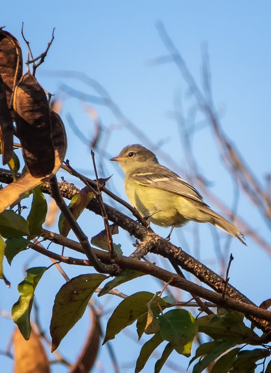 Small-headed Elaenia - Graciela  Neira