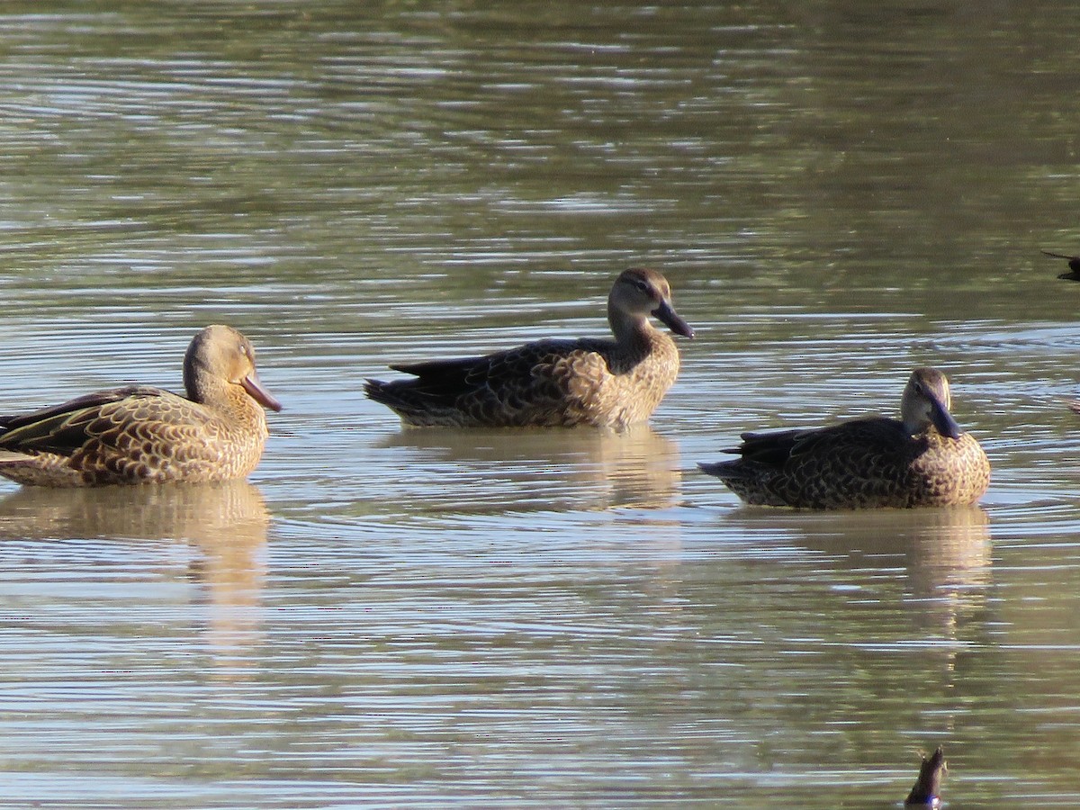 Blue-winged Teal - ML364453901