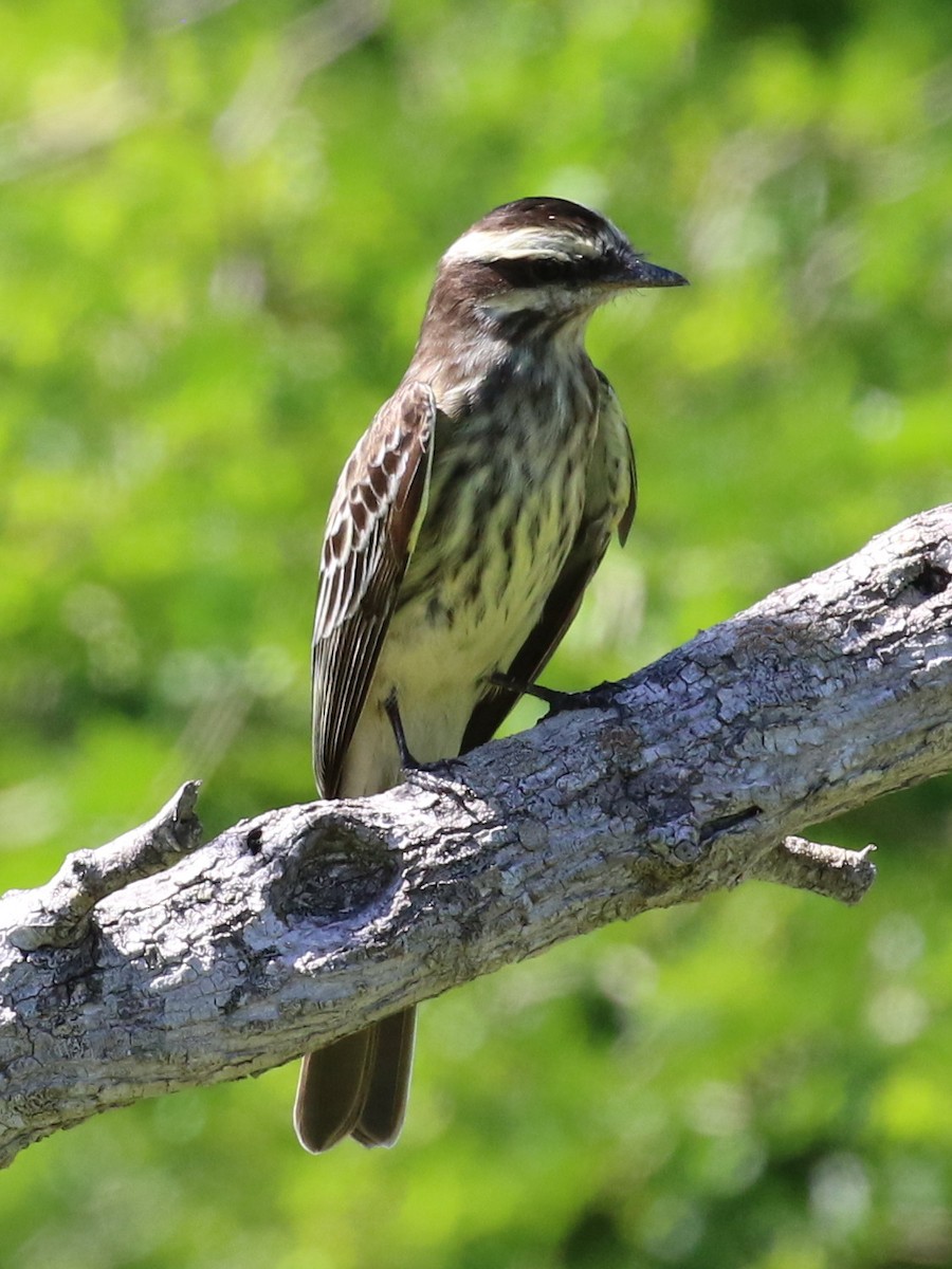 Variegated Flycatcher - ML36445471
