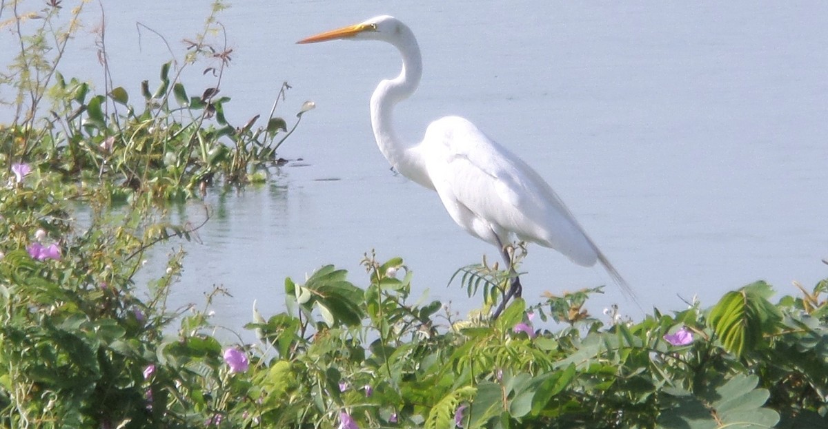 Great Egret - ML364455071